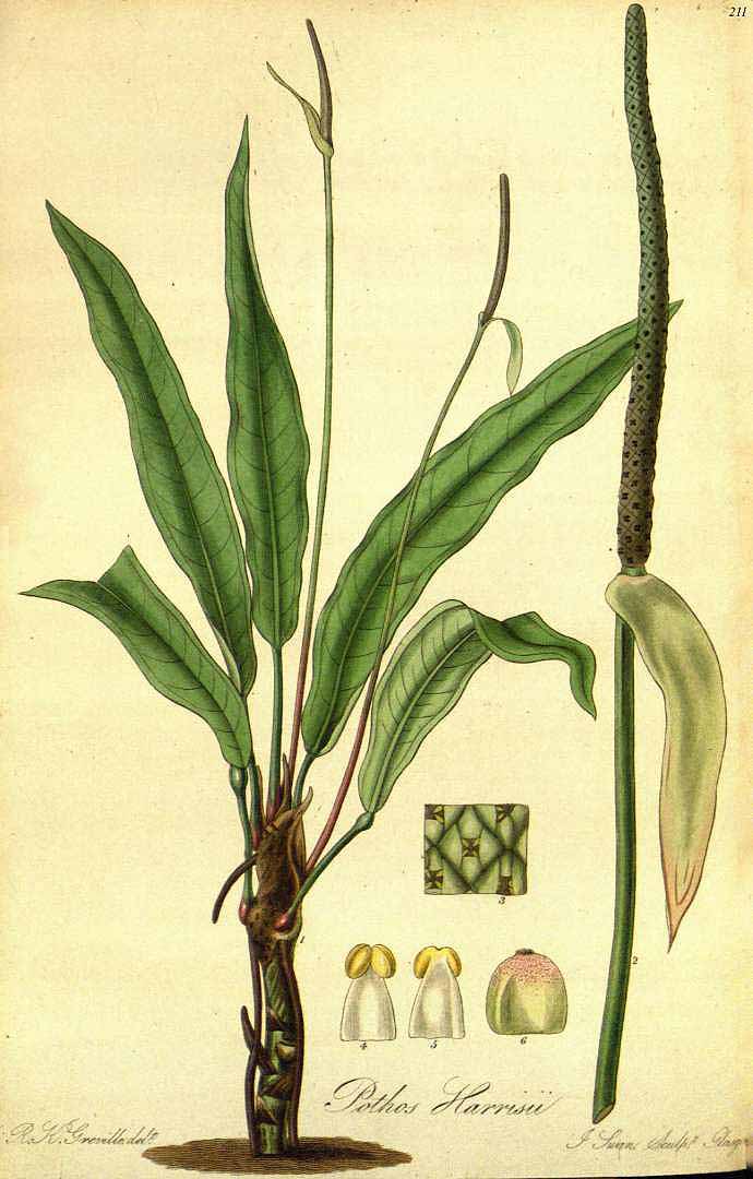 no HD illustration available (3)