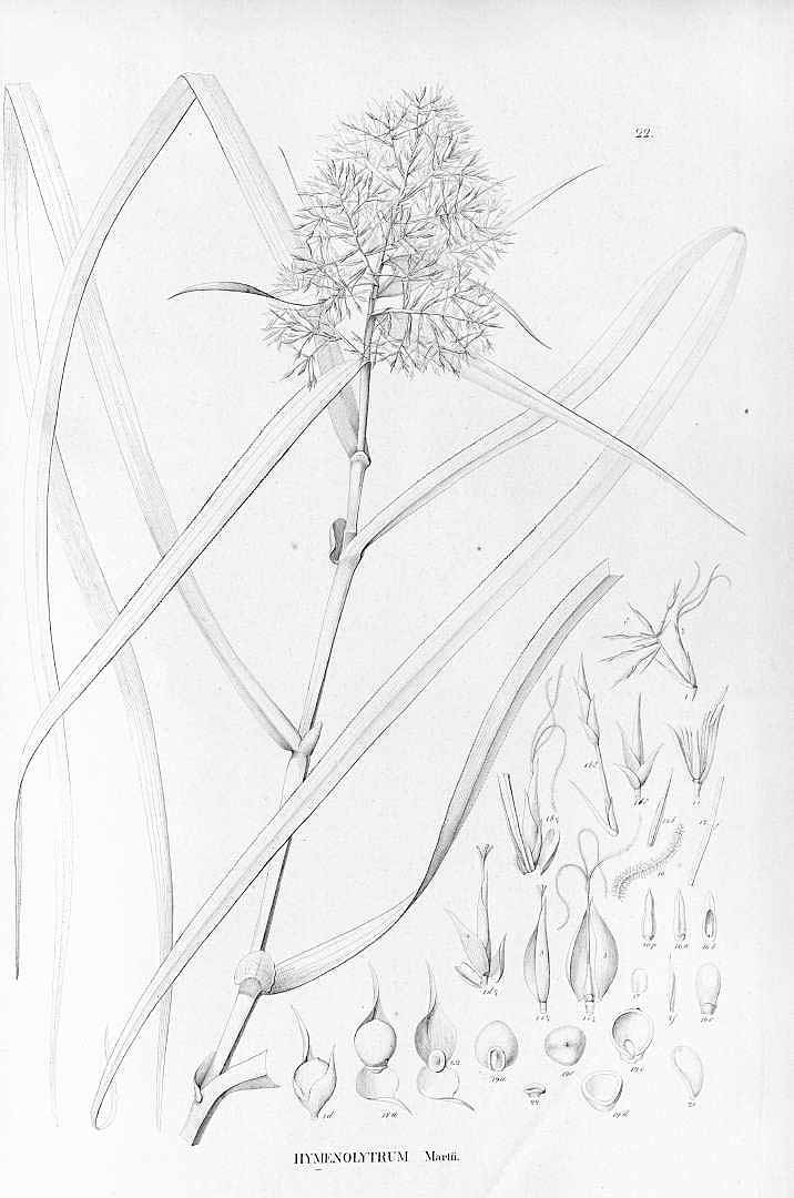 no HD illustration available (3)