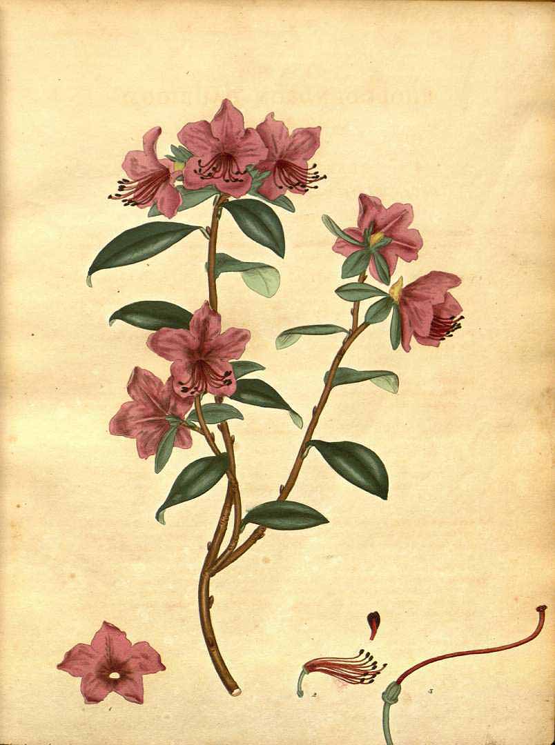 no HD illustration available (3)