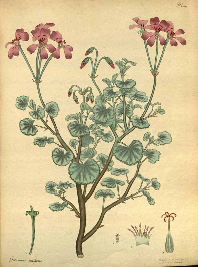 no HD illustration available (3)