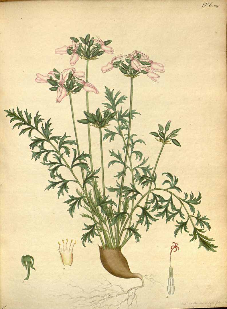 no HD illustration available (3)