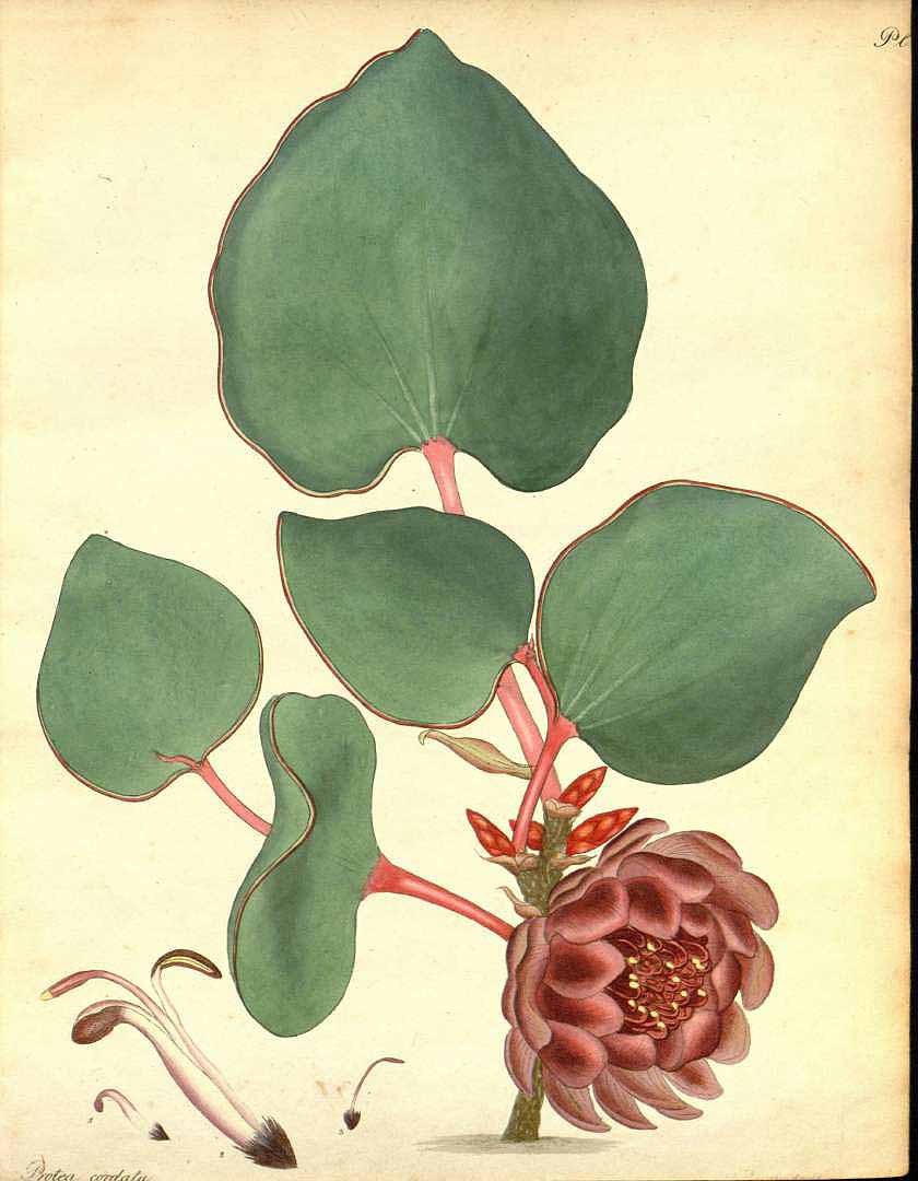 no HD illustration available (3)