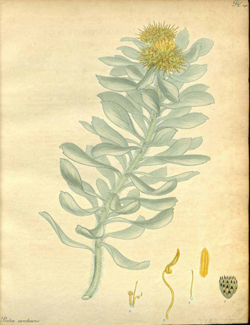 no HD illustration available (3)