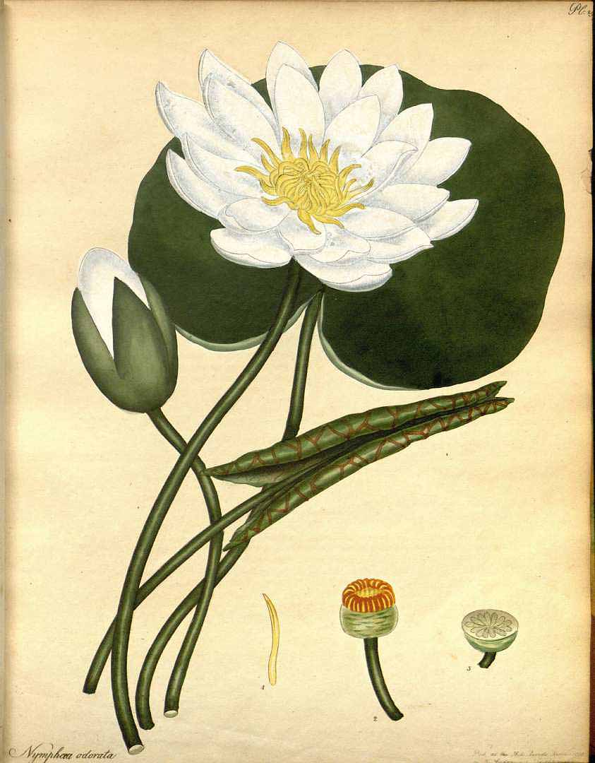 no HD illustration available (3)