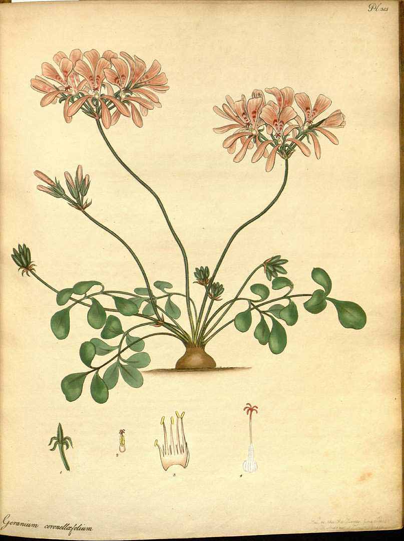 no HD illustration available (3)