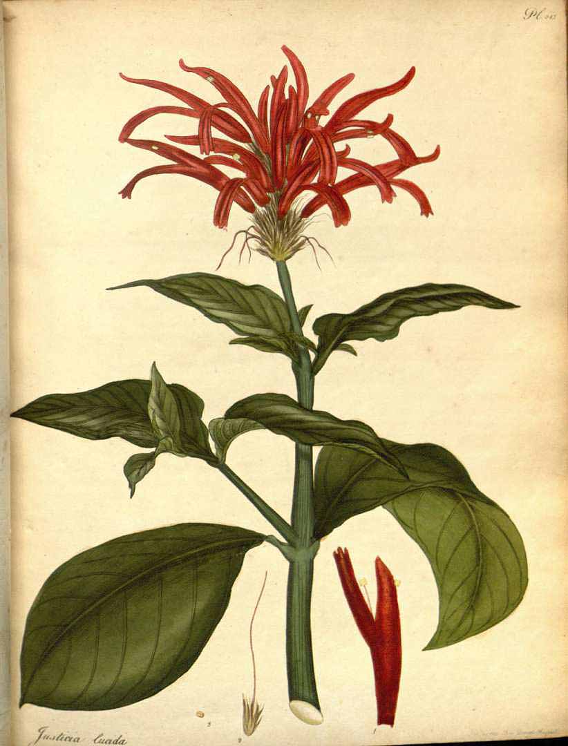 no HD illustration available (3)