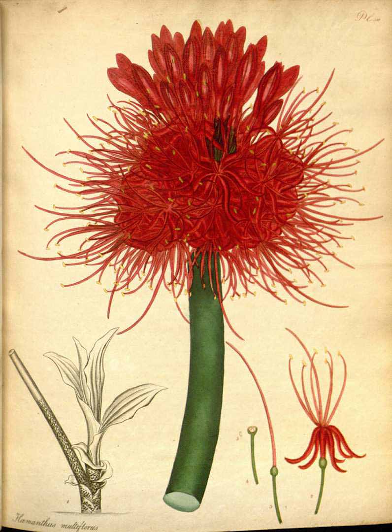 no HD illustration available (3)