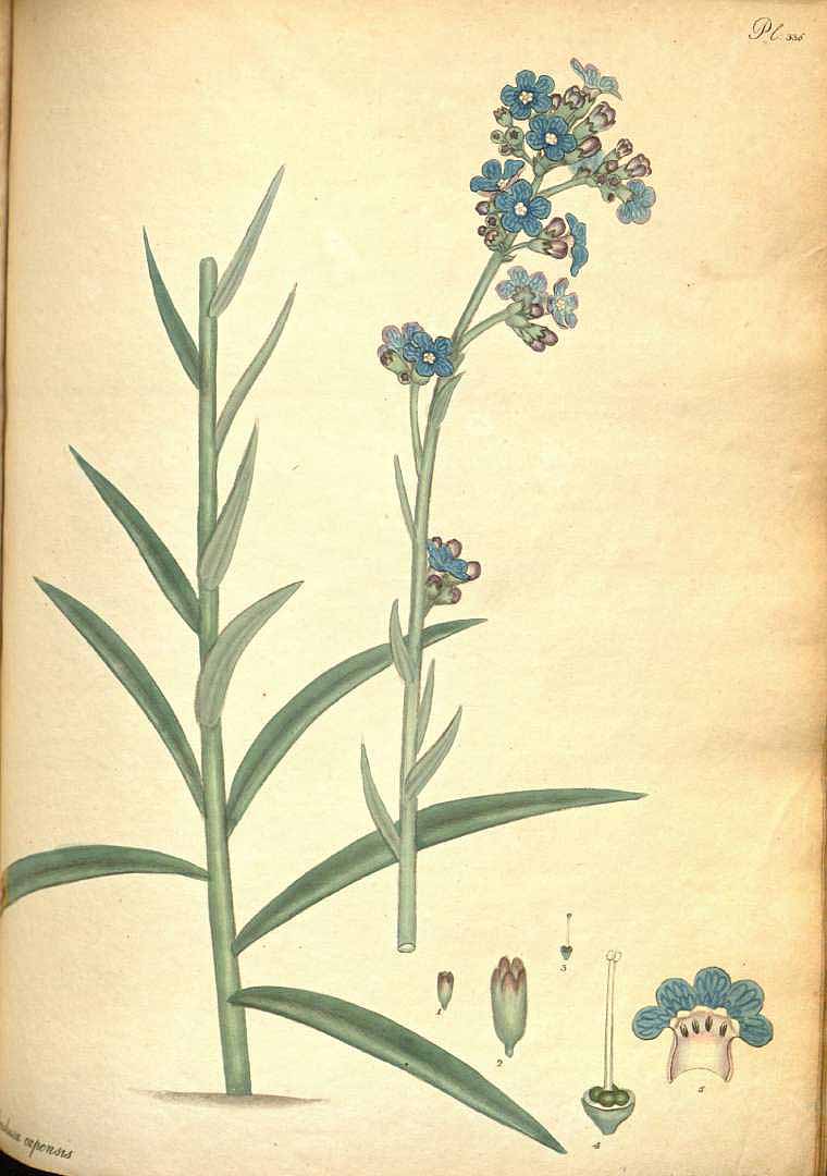 no HD illustration available (3)