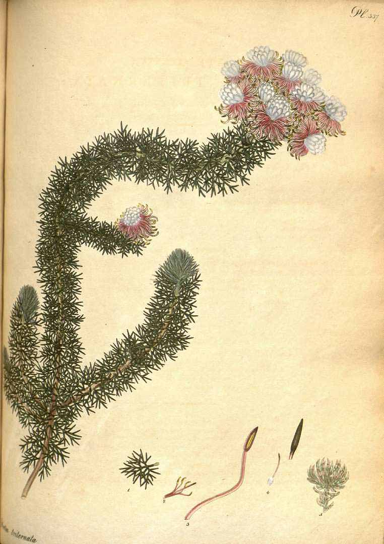 no HD illustration available (3)