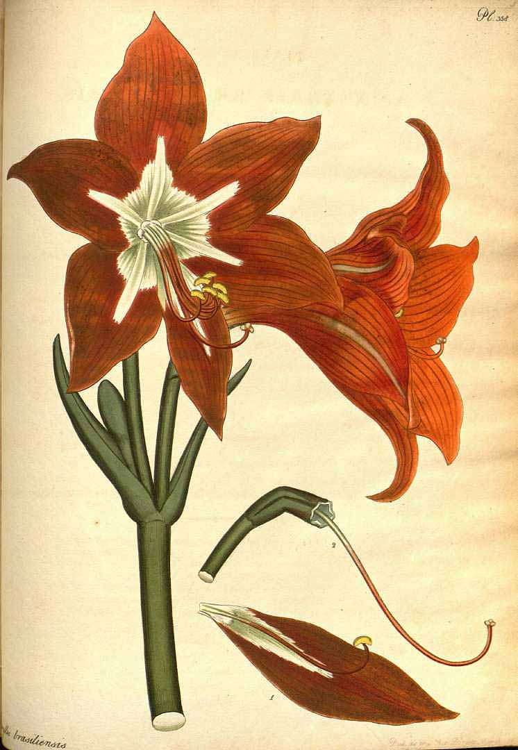 no HD illustration available (3)