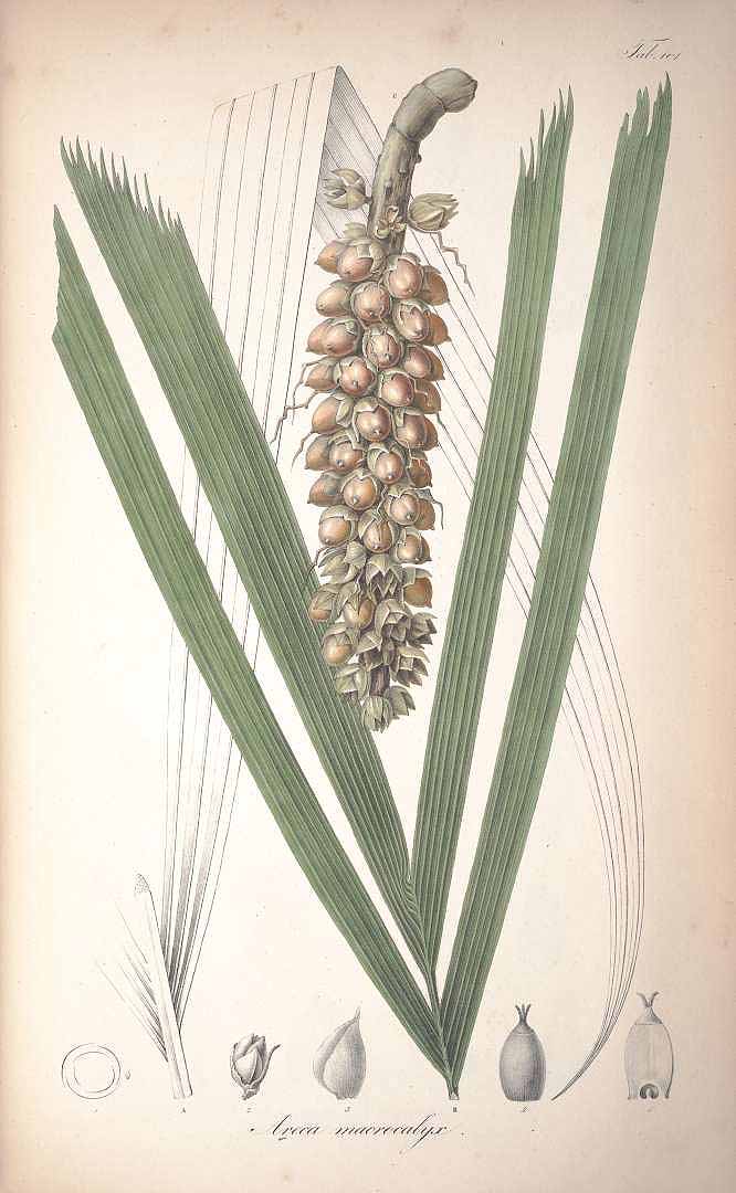 no HD illustration available (3)