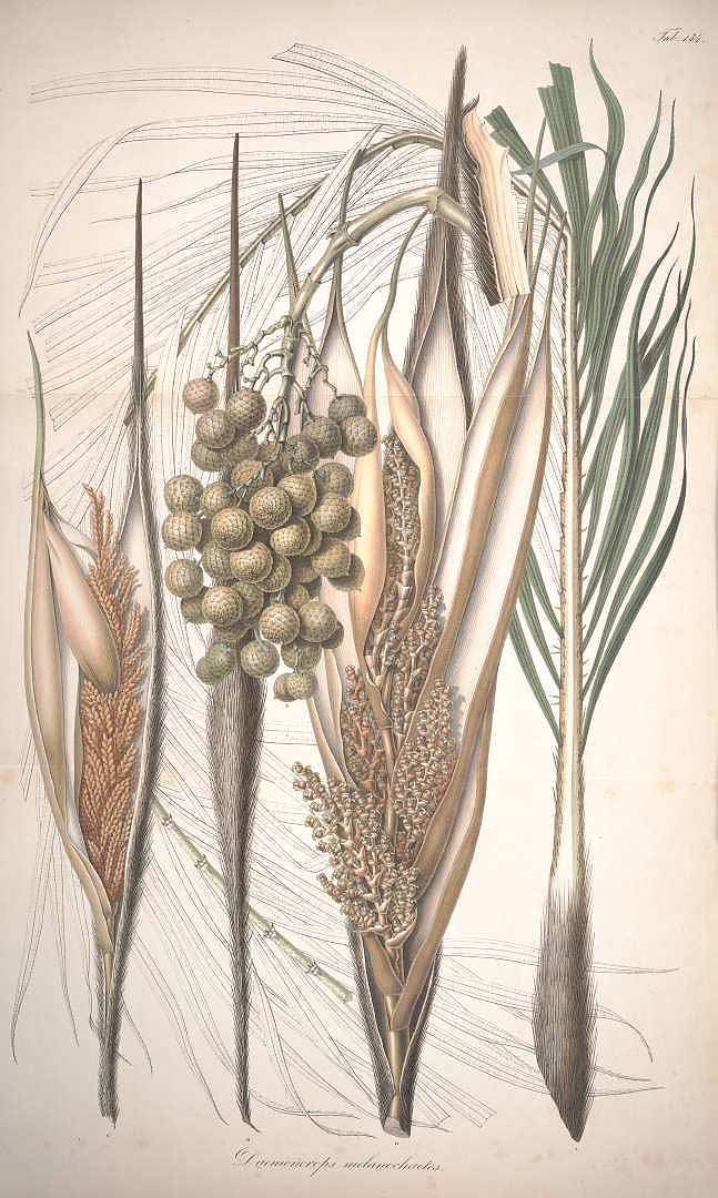 no HD illustration available (3)