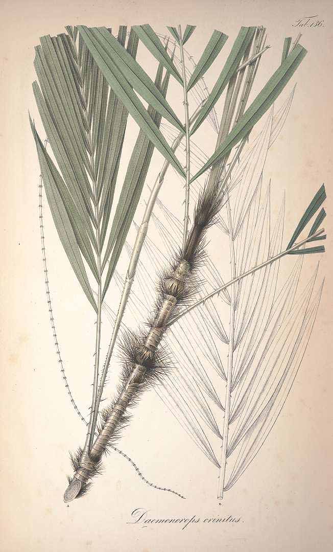 no HD illustration available (3)