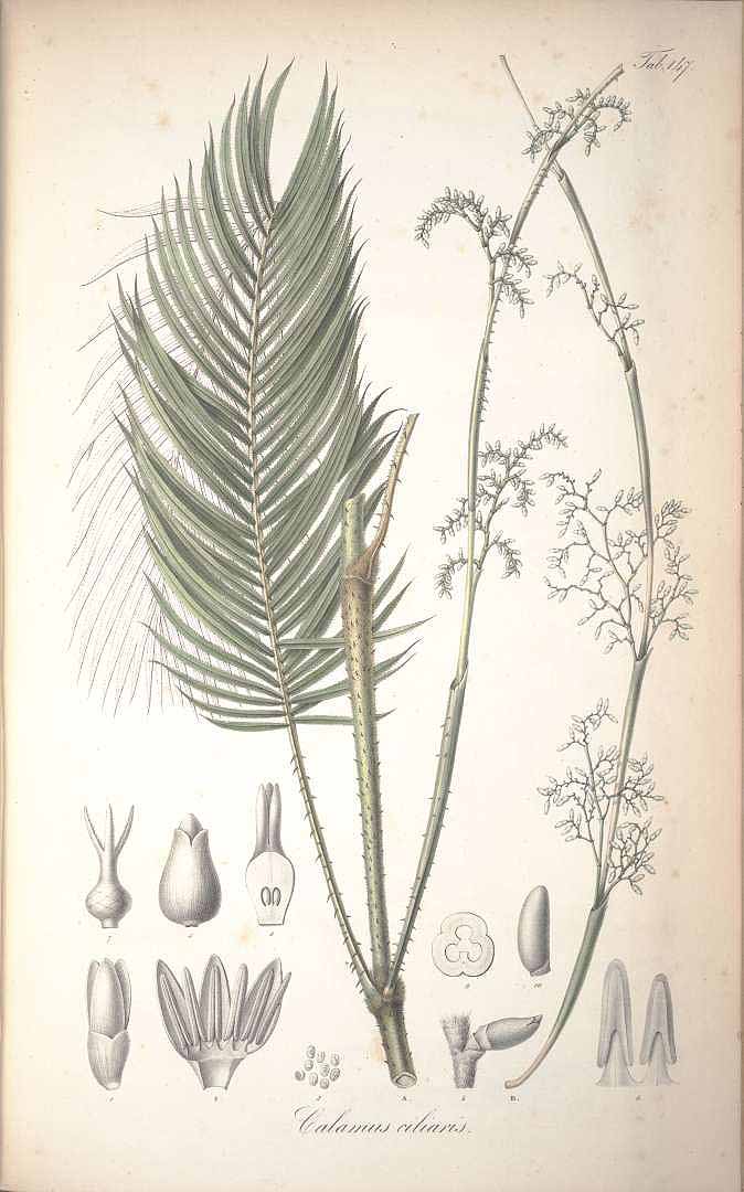 no HD illustration available (3)