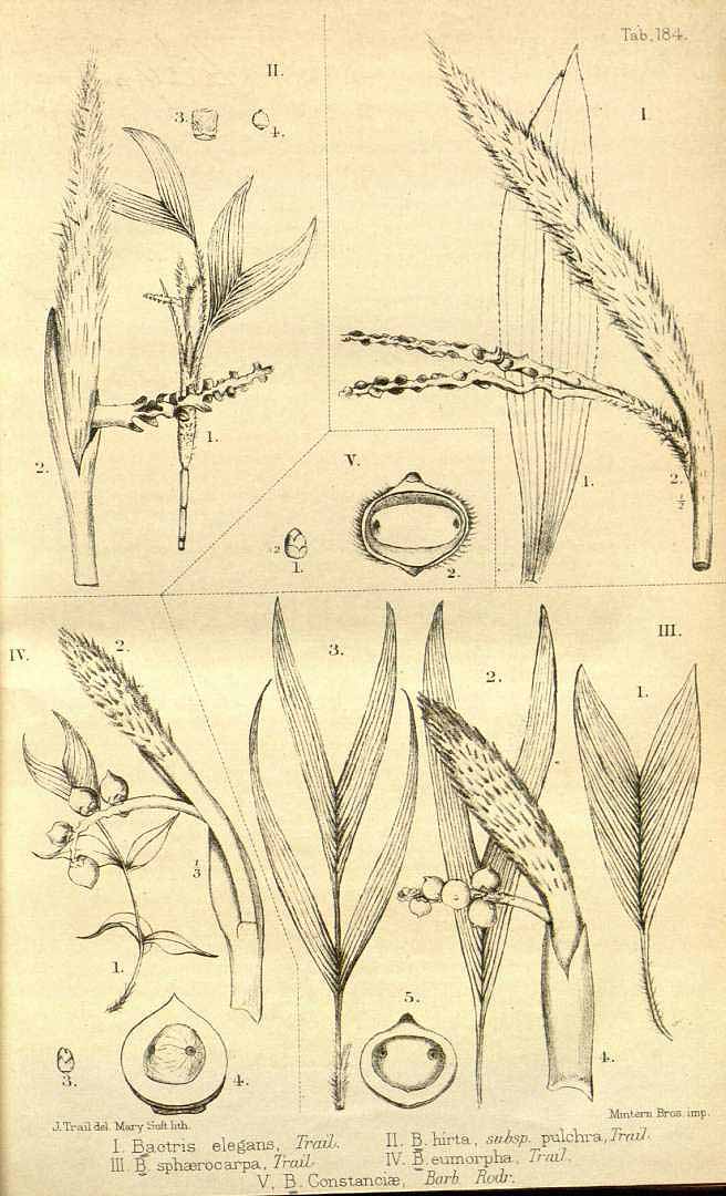 no HD illustration available (3)