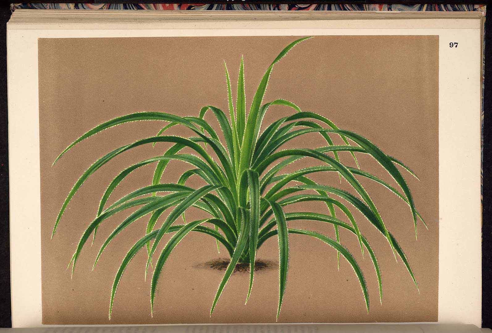 no HD illustration available (3)