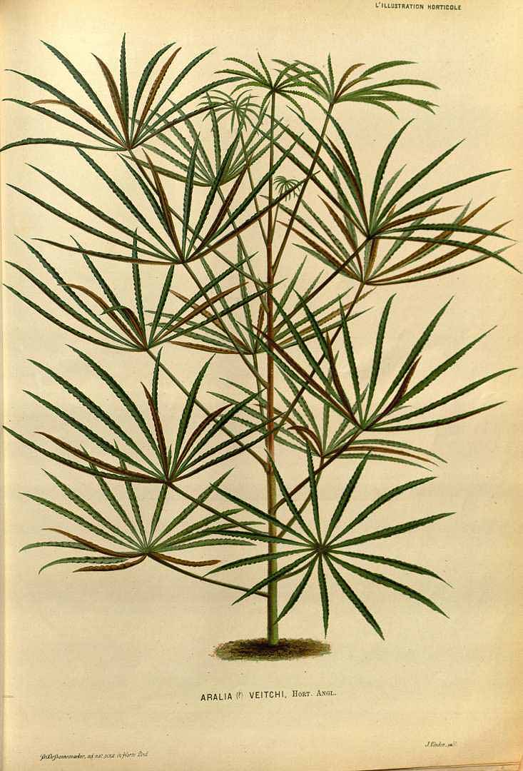 no HD illustration available (3)