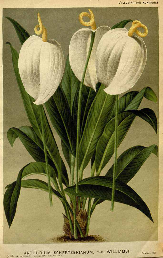 no HD illustration available (3)