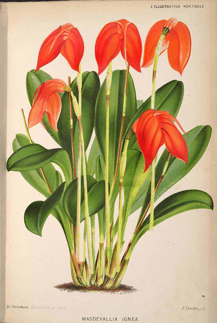 no HD illustration available (3)