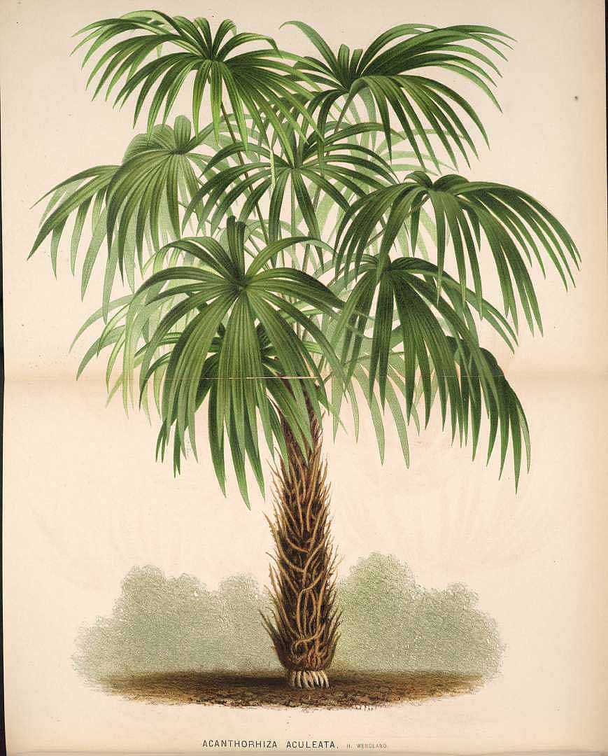 no HD illustration available (3)