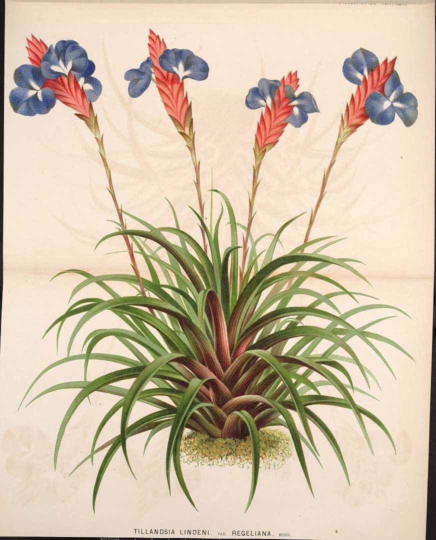 no HD illustration available (3)