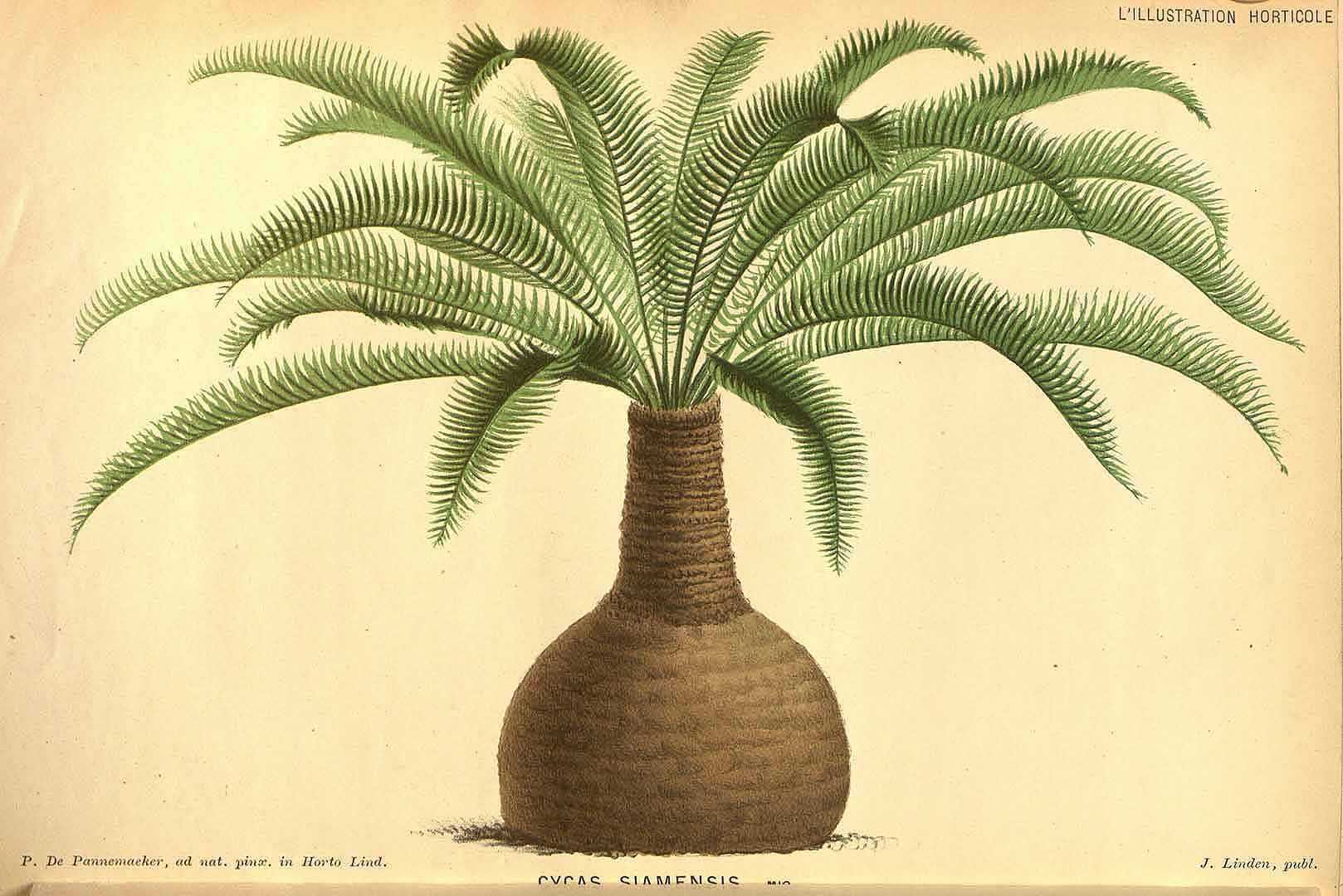 no HD illustration available (3)