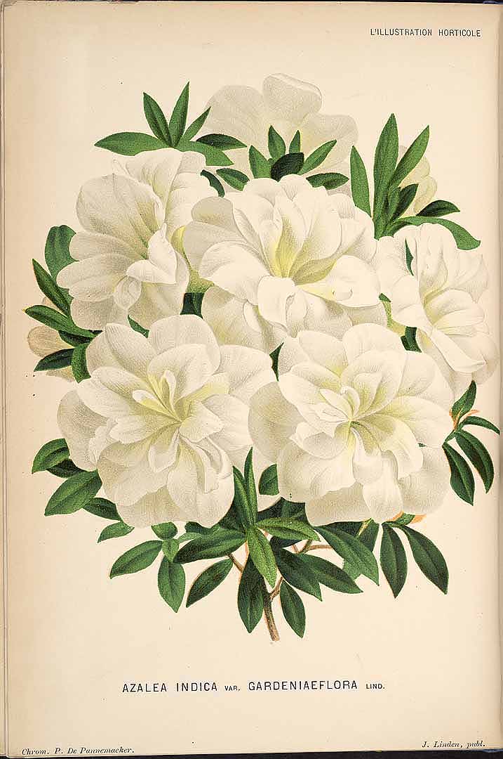 no HD illustration available (3)