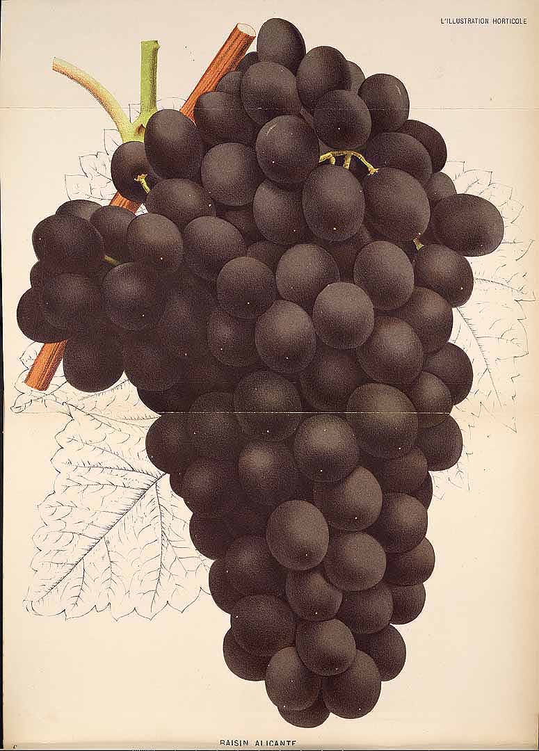 no HD illustration available (3)