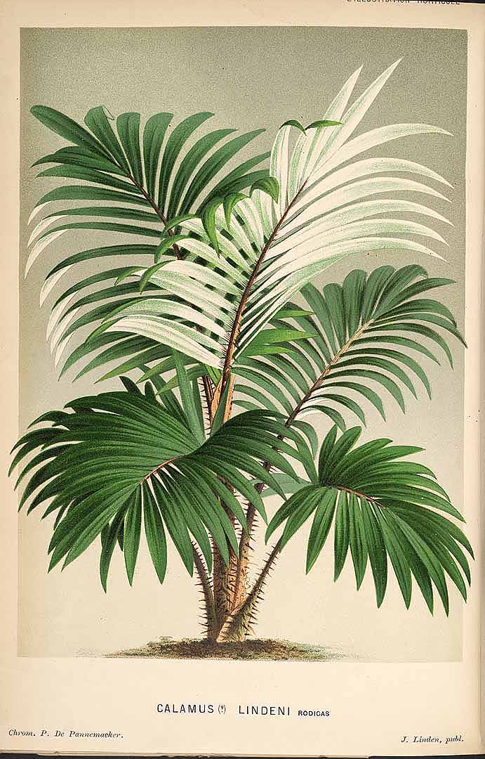 no HD illustration available (3)