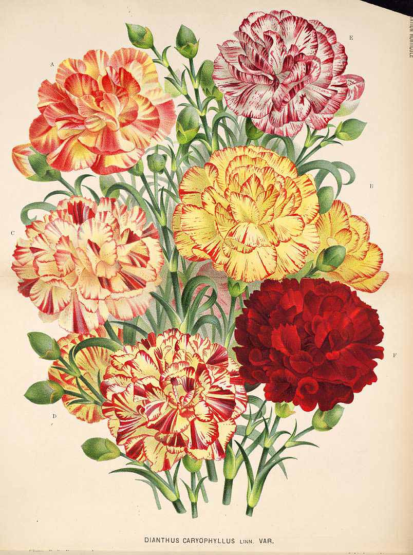 no HD illustration available (3)