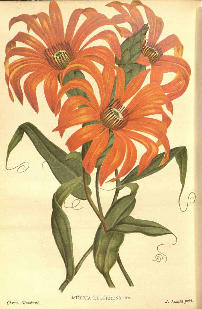 no HD illustration available (3)