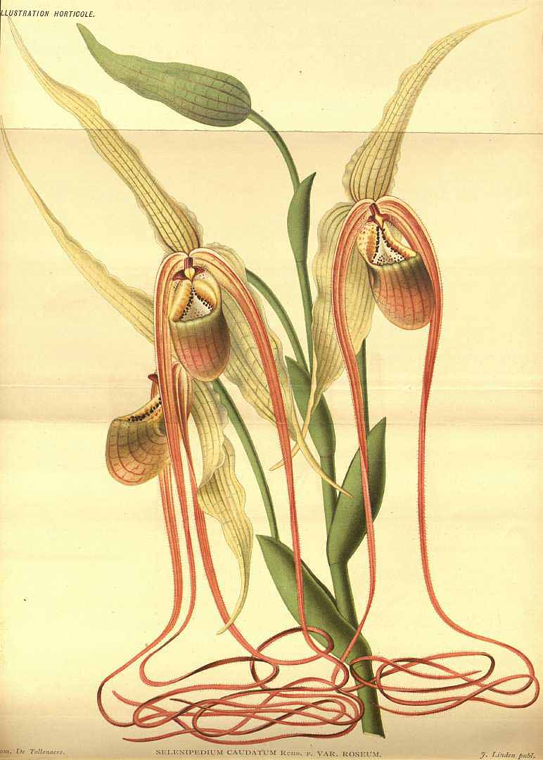 no HD illustration available (3)