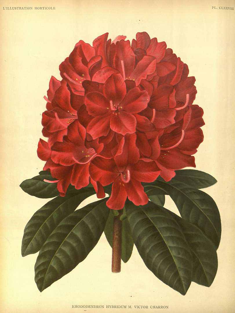 no HD illustration available (3)