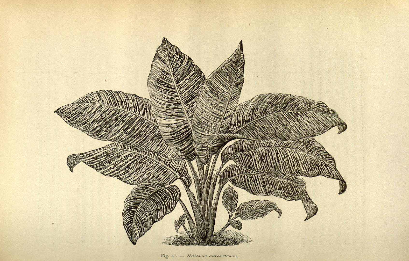 no HD illustration available (3)