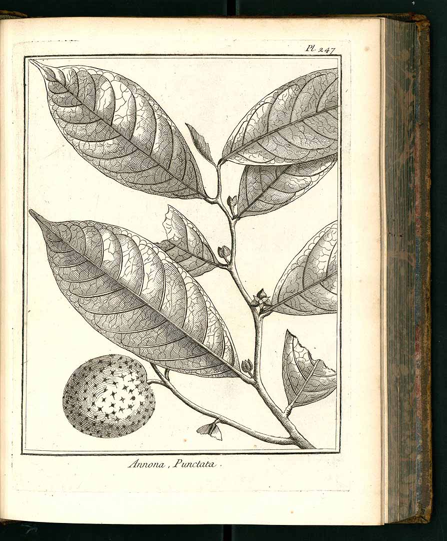 no HD illustration available (3)