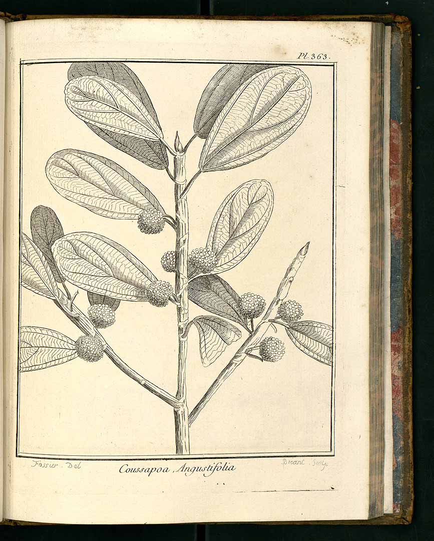 no HD illustration available (3)