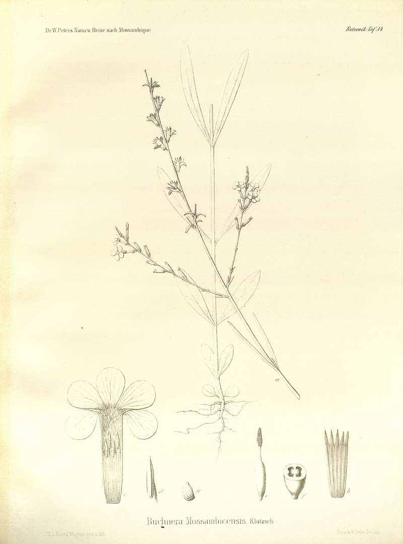 no HD illustration available (3)