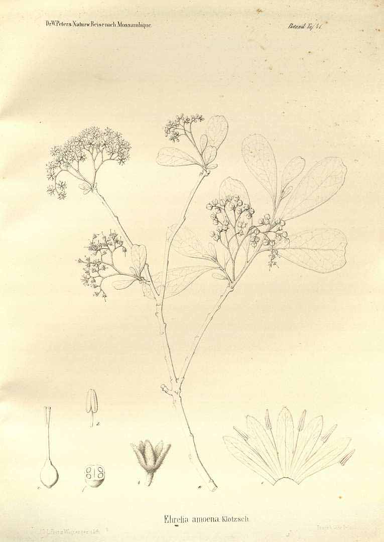 no HD illustration available (3)