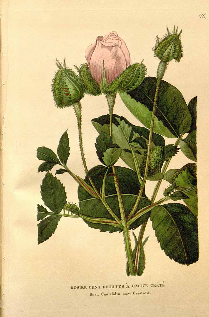 no HD illustration available (3)