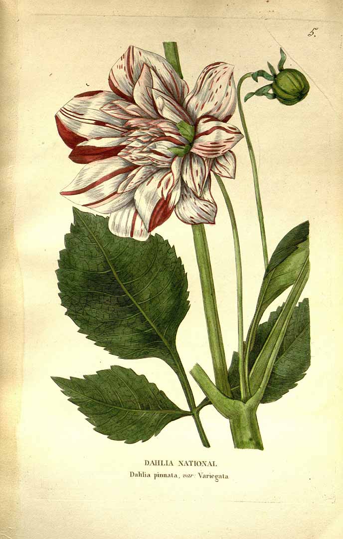 no HD illustration available (3)