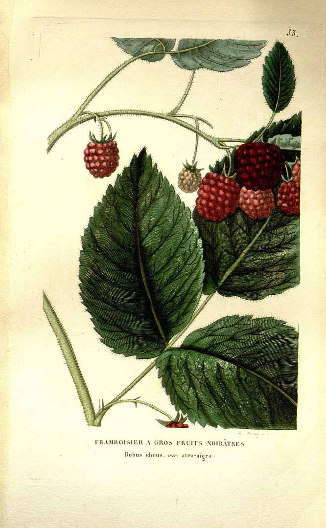 no HD illustration available (3)