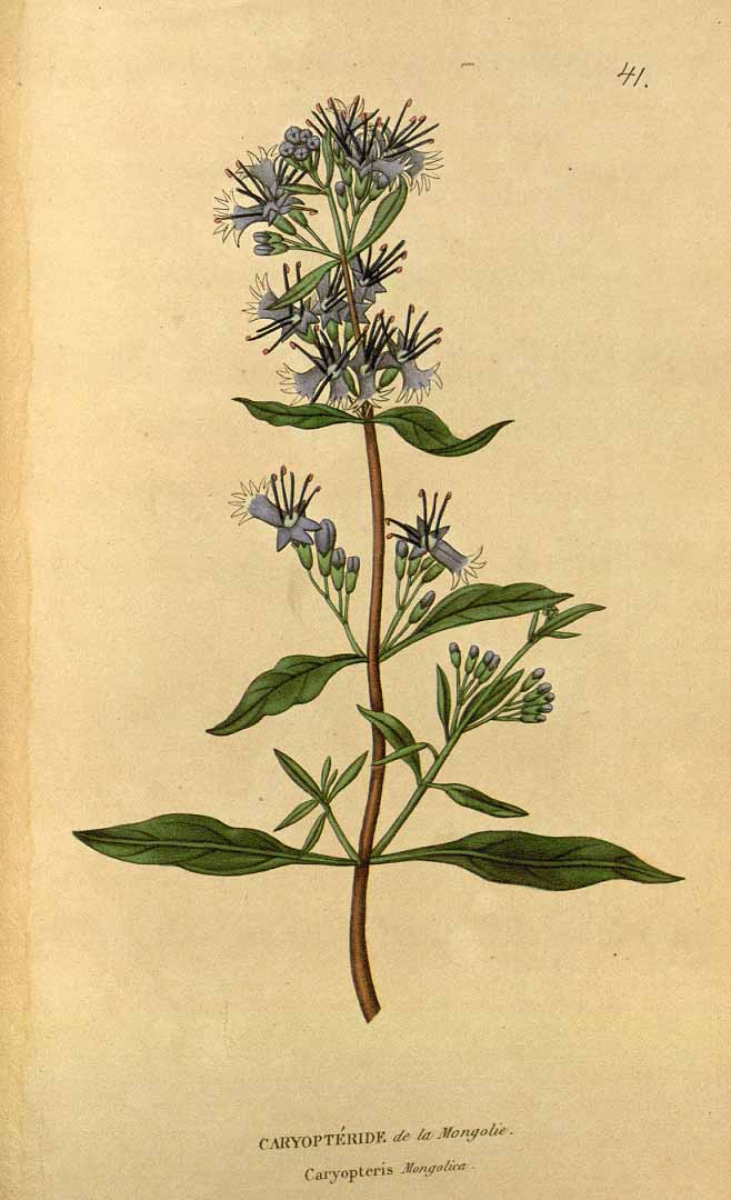 no HD illustration available (3)