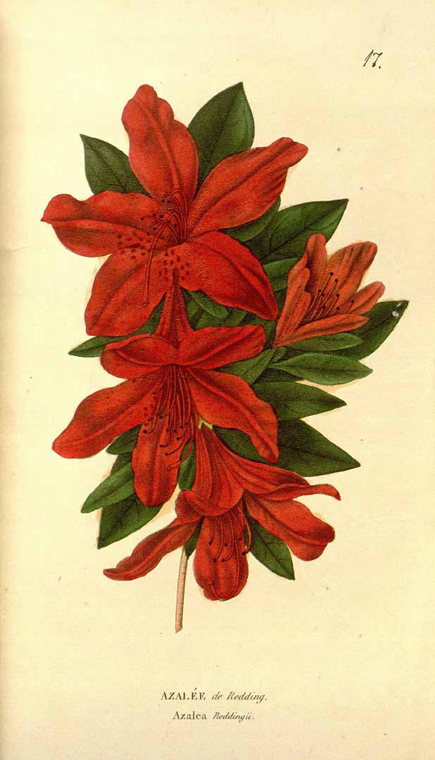 no HD illustration available (3)