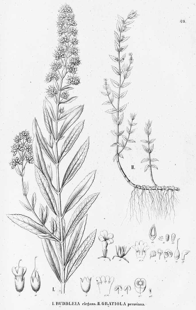 no HD illustration available (3)