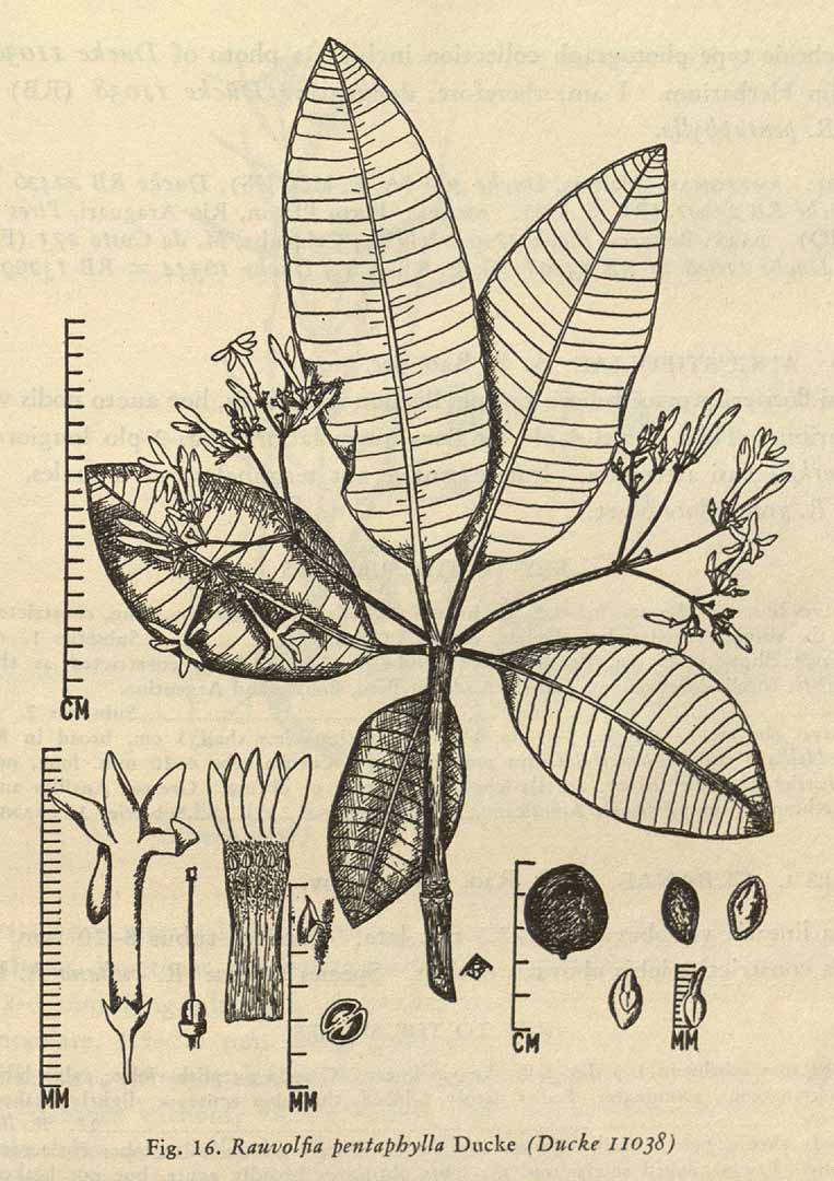 no HD illustration available (3)