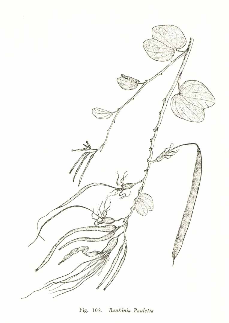 no HD illustration available (3)