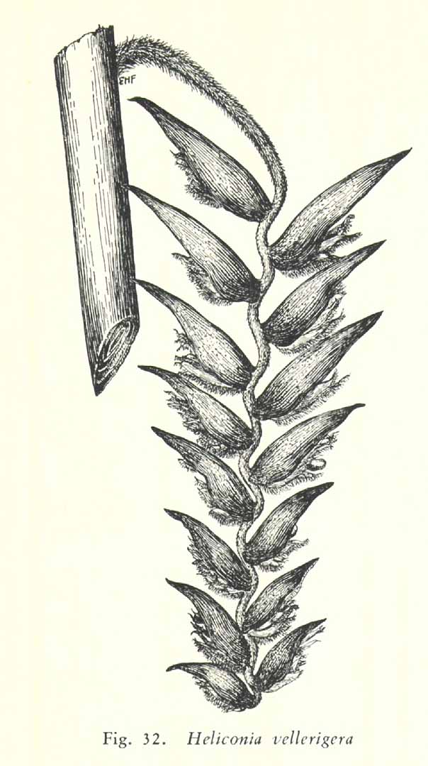 no HD illustration available (3)