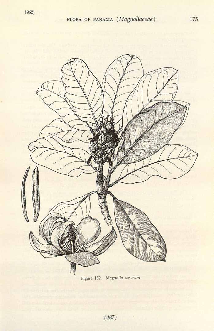 no HD illustration available (3)