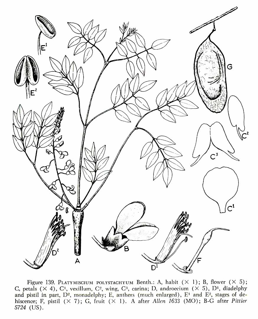 no HD illustration available (3)