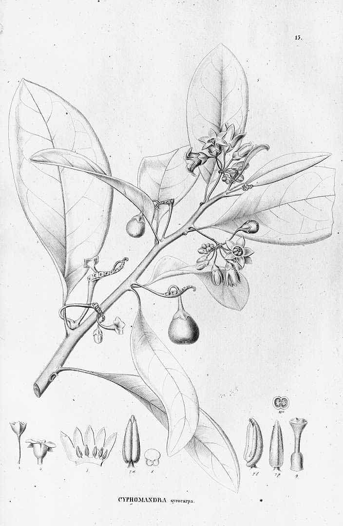 no HD illustration available (3)